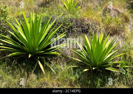 La flore sur l'île de Madagascar, quelques plantes cactus Banque D'Images