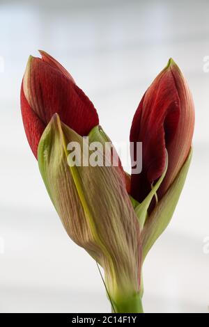 Gros plan des bourgeons d'une fleur rouge d'Amaryllis Banque D'Images