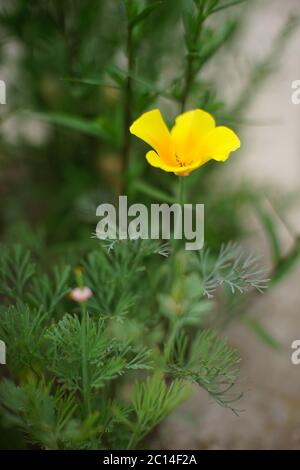 Le pavot de Californie jaune pousse dans le jardin d'été. Banque D'Images