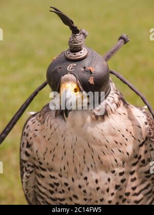 Falcon avec un capuchon sur la tête pour le garder endormi Banque D'Images