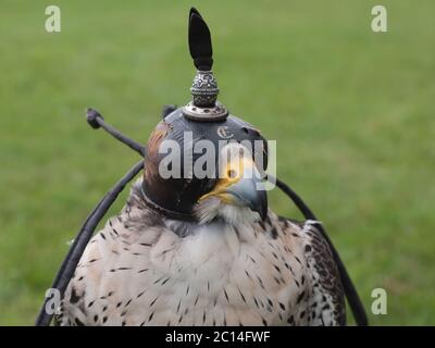 Falcon avec un capuchon sur la tête pour le garder endormi Banque D'Images