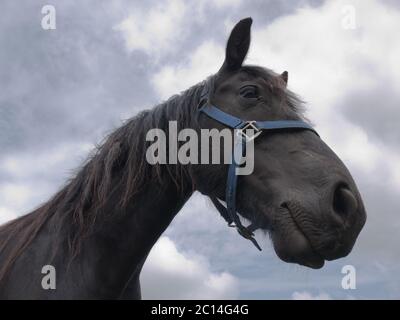 Tête d'un cheval de Frise noir avec un halter bleu contre un ciel nuageux Banque D'Images