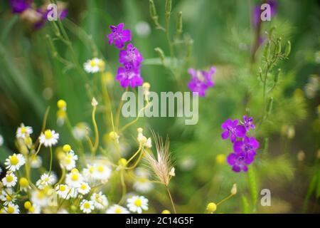 Fleurs violettes sauvages et camomille poussent dans le jardin d'été Banque D'Images