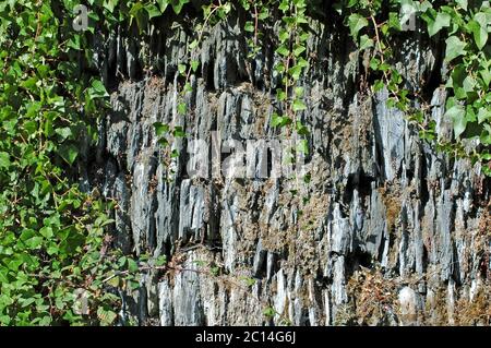 Mur d'ardoise avec lierre (Hedera Helix) Fentonluna Lane, Padstow, North Cornwall, septembre. Fabrication traditionnelle de murs utilisant des matériaux locaux. Banque D'Images