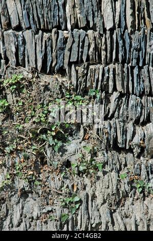 Mur d'ardoise, ancien et nouveau, réparé. Avec ivy, (Hedera Helix), Fentonluna Lane, Padstow, Cornouailles du Nord, Angleterre. Banque D'Images