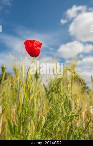 Coquelicot unique dans un champ d'herbe avec un fond bleu ciel. Banque D'Images