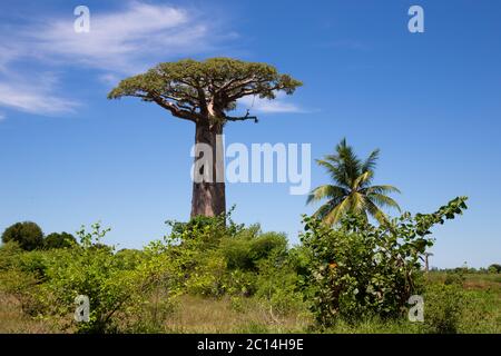 Un baobab particulièrement grand dans l'immensité de l'île de Madagascar Banque D'Images