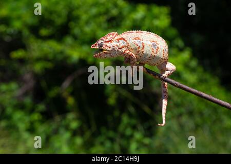 Un caméléon sur une branche avec des feuilles vertes Banque D'Images