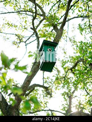 Une petite boîte en bois vert pour les oiseaux dans un arbre au printemps. Ciel bleu en arrière-plan. Ancienne maison d'oiseau accrochée à un arbre. Maison d'oiseaux faite à la main. Banque D'Images