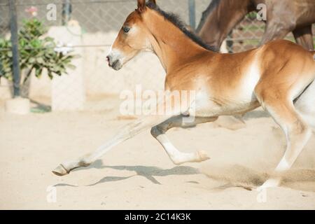 L'exécution de Marwari chestnut colt dans les enclos. L'Inde Banque D'Images