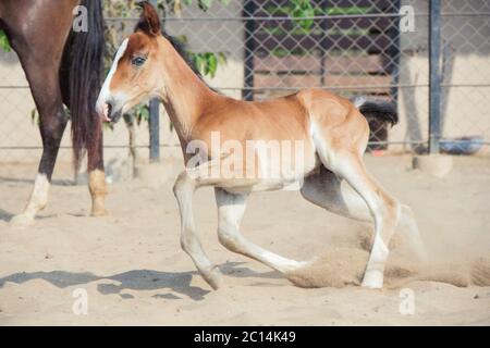 L'exécution de Marwari chestnut colt dans les enclos. L'Inde Banque D'Images