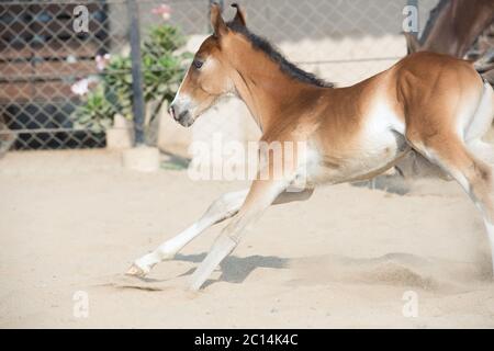 L'exécution de Marwari chestnut colt dans les enclos. L'Inde Banque D'Images