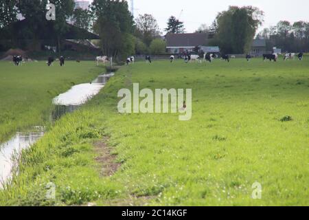 Un lièvre dans le champ avec des vaches dans l'herbe d'un pré à Moordrecht aux pays-Bas Banque D'Images