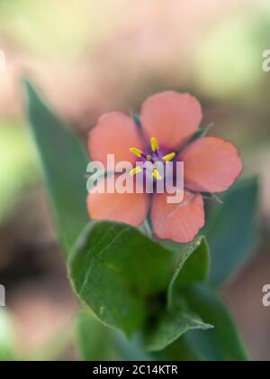 Gros plan de la fleur d'orange de cagoule, Anagallis arvensis ou Lysimachia arvensis Banque D'Images