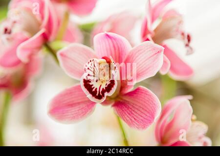 Belle fleur d'orchidée avec fond naturel Banque D'Images