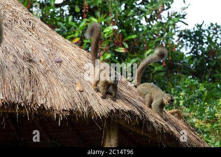 Les lémuriens sur le toit de chaume d'un bâtiment Banque D'Images