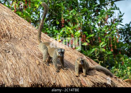 Les lémuriens sur le toit de chaume d'un bâtiment Banque D'Images