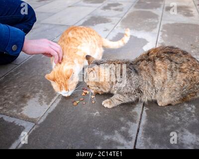 La main d'une adolescente avec de la nourriture et deux chats affamés errants dans la rue mangent de la nourriture sur le trottoir. Banque D'Images