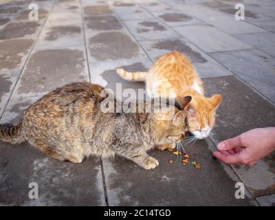 Une adolescente est à proximité avec de la nourriture et deux chats affamés isolés dans la rue mangent de la nourriture sur le trottoir. Banque D'Images