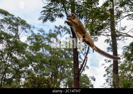 Les lémuriens dans une forêt tropicale sur les arbres, saut d'arbre en arbre Banque D'Images