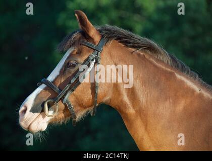 Portrait de la belle jument poney gallois Banque D'Images