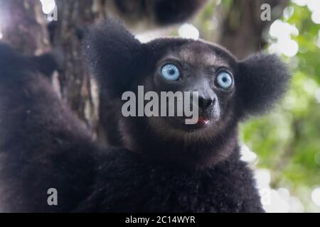 Un portrait des lémuriens Indri dans une forêt tropicale de Madagascar Banque D'Images