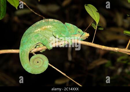 Un caméléon sur une branche avec des feuilles vertes Banque D'Images