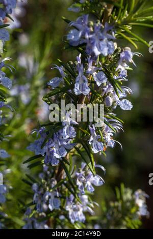 Romarin 'Sissinghurst Blue' Salvia rosmarinus Herb Blooms in close up Banque D'Images