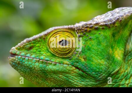 Un caméléon en gros plan dans un parc national de Madagascar Banque D'Images