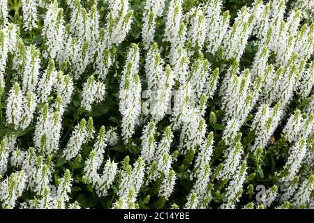 Salvia nemorosa 'Adrian' fleurs blanches Banque D'Images