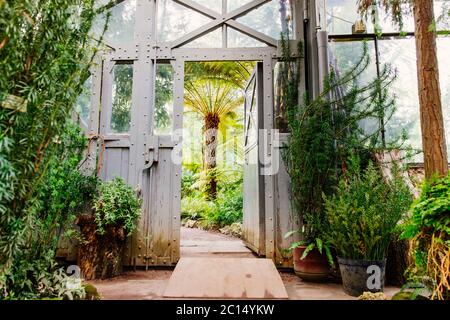 Porte en verre et acier vintage en serre avec plantes luxuriantes sous plafond en verre.vue d'une vieille serre tropicale avec plantes à feuilles persistantes, lumière du jour, Banque D'Images