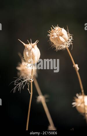 Plantules séchées sur un jardin en terrasse à la bibliothèque de Birmingham, Angleterre, Royaume-Uni Banque D'Images