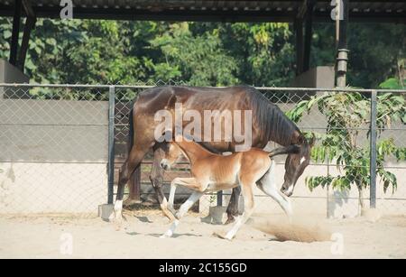 L'exécution de Marwari chestnut colt dans les enclos. L'Inde Banque D'Images