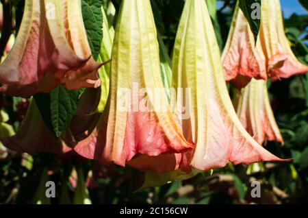 Brugmansia arborea mieux connu comme 'trompette d'ange' Banque D'Images