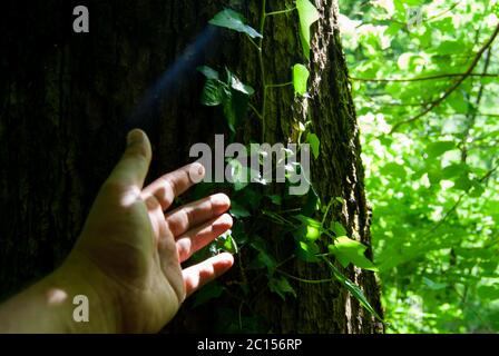 Sunbeam hittings main humaine tout en touchant la plante ivy sur le chêne Banque D'Images