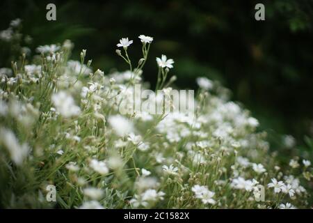 Fleurs de jardin gitsophila rampant blanc brousse de gros plan. Banque D'Images