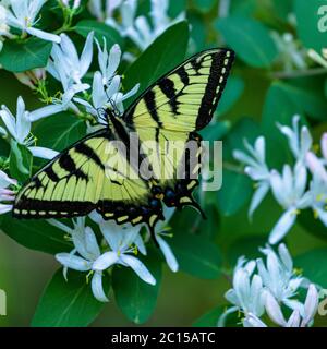 Papillon à queue de cyon perché sur un arbre de reniement en fleur. Banque D'Images