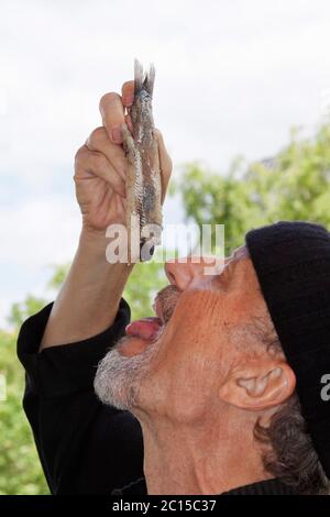 Les pêcheurs mangent les premiers matjes de la saison Banque D'Images