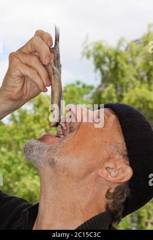 Les pêcheurs mangent les premiers matjes de la saison Banque D'Images