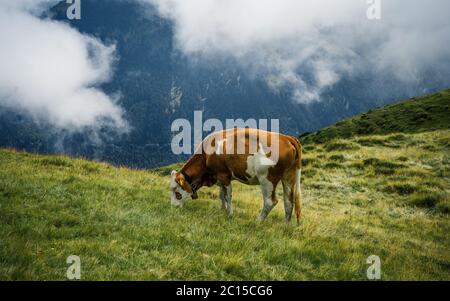 Vache dans les alpes suisses. Production de lait suisse célèbre. Bétail sur un pâturage de montagne. Banque D'Images