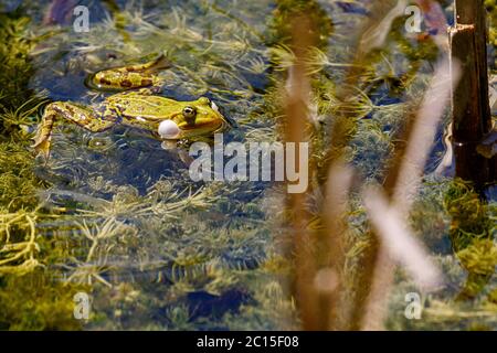 Grenouille dans les dunes de la zone d'approvisionnement en eau d'Amsterdam / Groene kikker in de Amsterdam Waterleiding Duinen (AWD) Banque D'Images