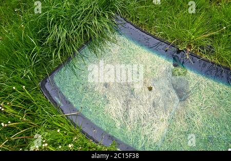 Vieille vitre de voiture sur l'herbe Banque D'Images