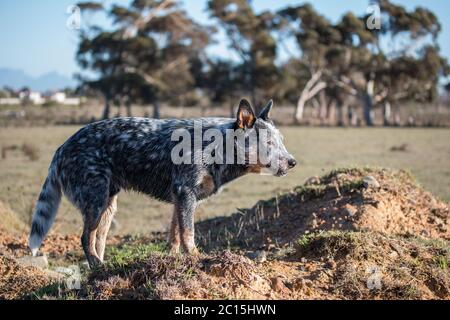 Chien de bétail australien (Blue heeler) debout sur un mont de reniflage et regardant la vue latérale de distance Banque D'Images