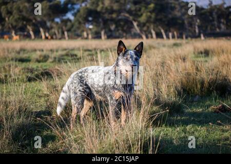 Chien de boucherie australien (Blue heeler) chien de travail sur la ferme regardant la distance avec le bétail en arrière-plan Banque D'Images
