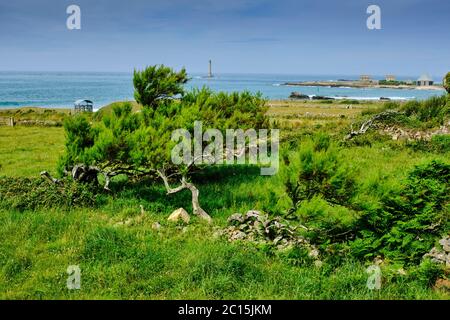 France, Normandie, Direction de la Manche, Cotentin, Cap de la Haye, Auderville, le port de Goury et le phare de Goury Banque D'Images