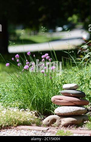 Ciboulette (herbe) poussant dans un jardin. Fleurs de ciboulette. Beau jardin. Jardin d'herbes. Banque D'Images