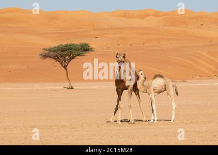 Mère vache à dos de chameau avec veau dans le désert de Wahiba Sands, Oman Banque D'Images