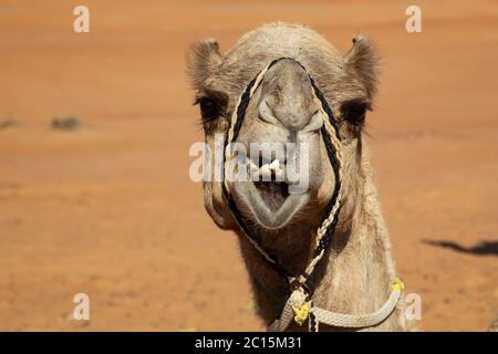 Portrait de dromadaire dans le désert de Wahiba Sands d'Oman, vue frontale avec dents ridiculement croisées Banque D'Images