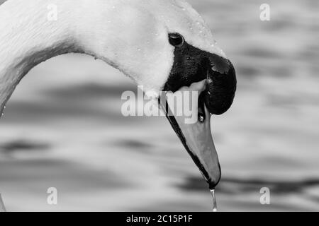 portrait d'un bel oiseau cygne blanc dans une tête d'étang d'eau tourné en noir et blanc Banque D'Images