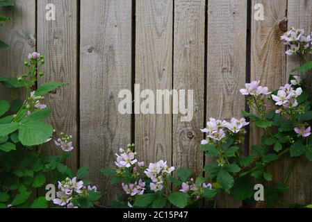 Arrière-plan avec un vieux mur en bois, devant lequel les branches de blackberry fleuries se développent comme une bordure au fond Banque D'Images